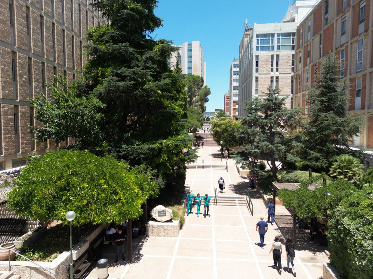 The School of Pharmacy